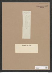 Navicula sp. (de-Toni-Nr.: Genus 1) Zeichnungen Sammlung Grunow Nr. 1377 (NHMW-BOT-W0368333)